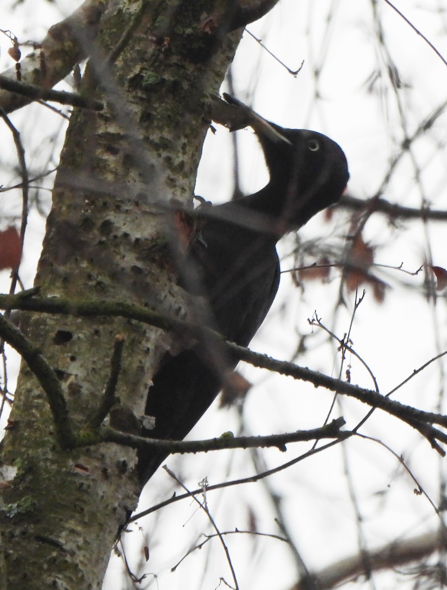 Black Woodpecker - ML645804565