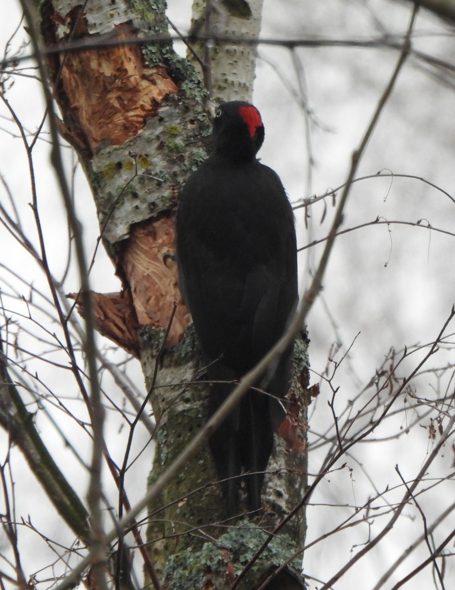 Black Woodpecker - ML645804566