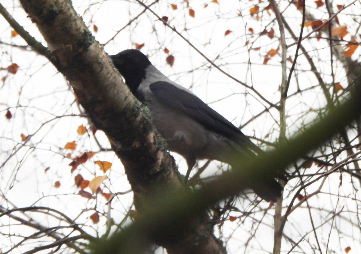 עורב אפור - ML645804573