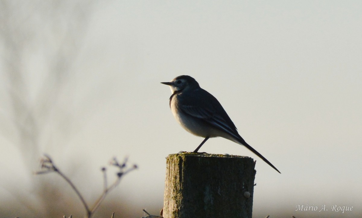 White Wagtail - ML645804578