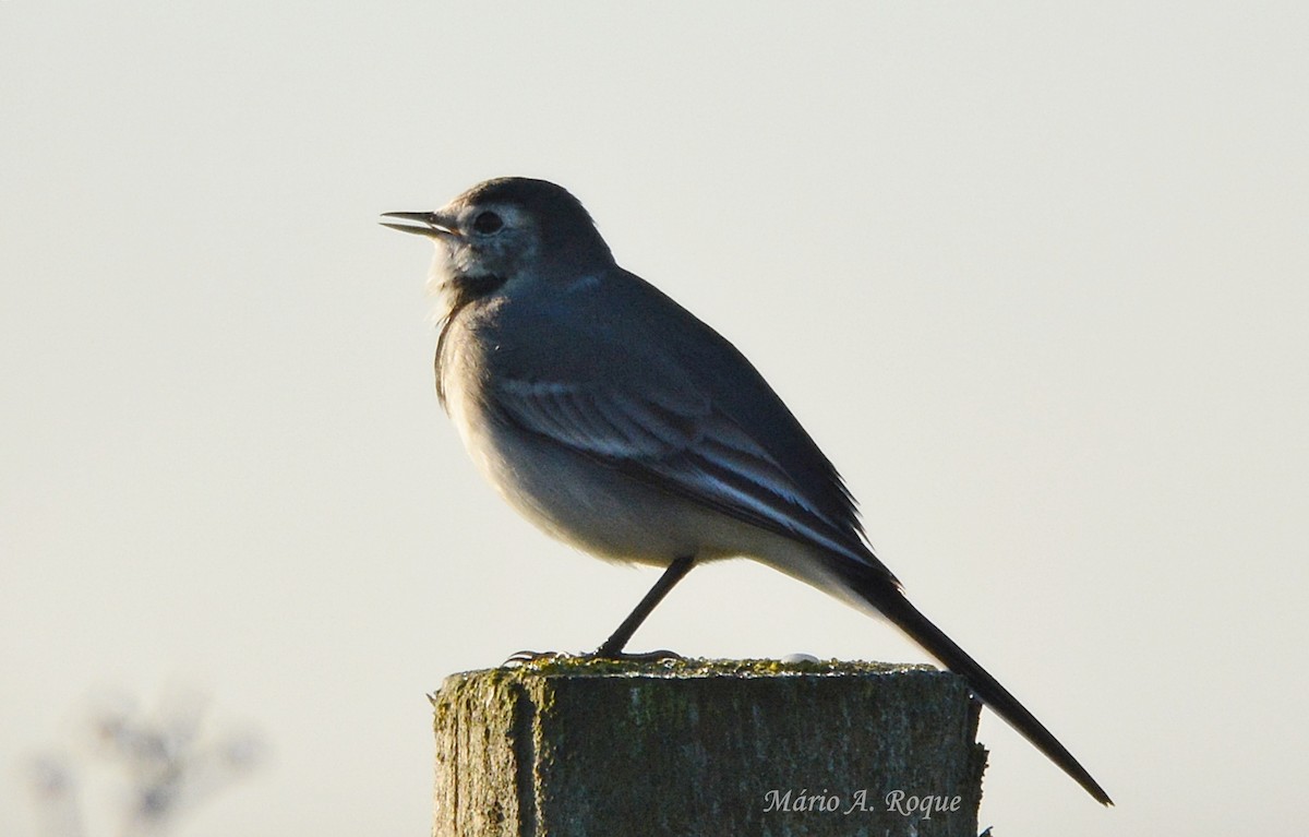 White Wagtail - ML645804579