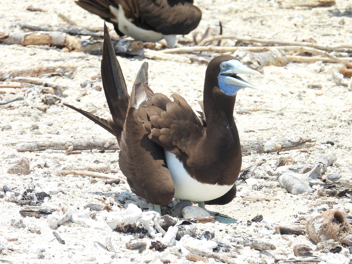 Brown Booby - ML645804581