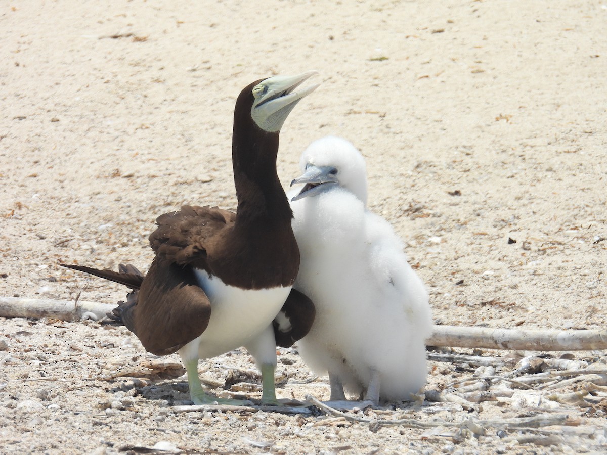 Brown Booby - ML645804582