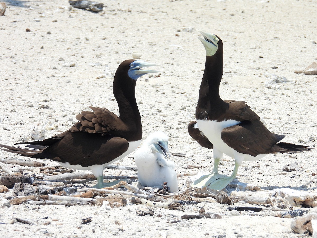 Brown Booby - ML645804583
