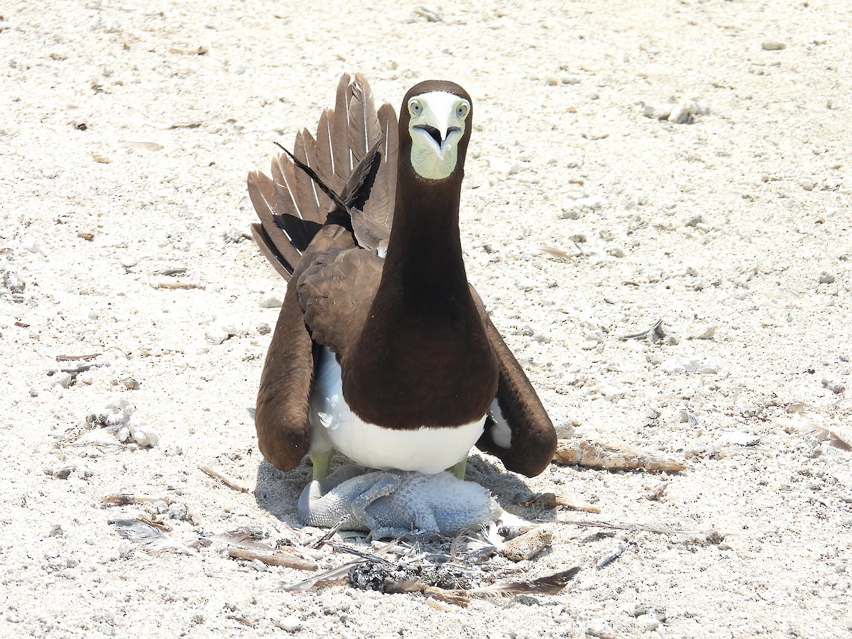 Brown Booby - ML645804584
