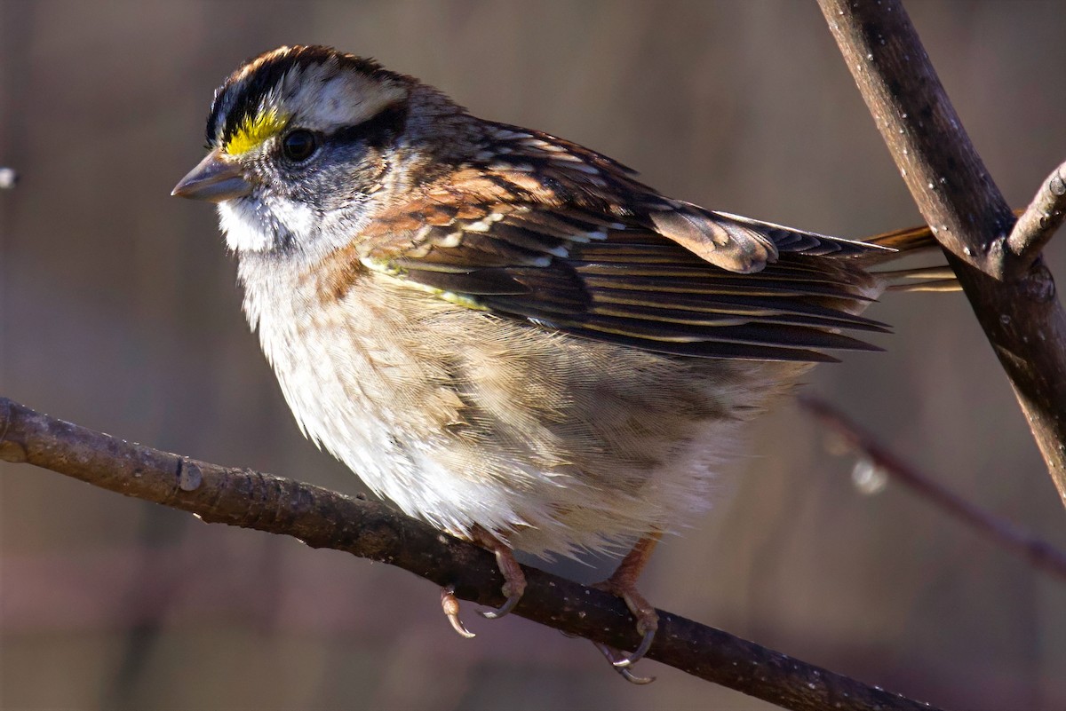 White-throated Sparrow - ML645804585