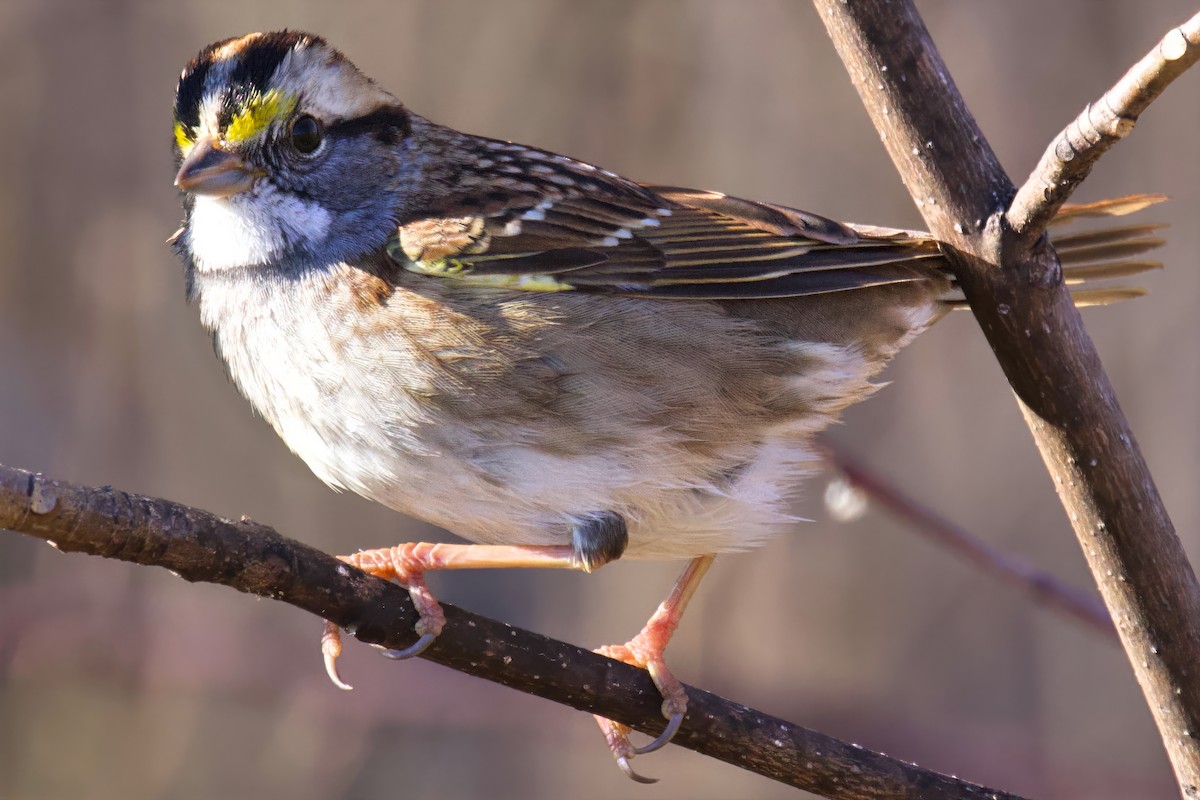 White-throated Sparrow - ML645804586