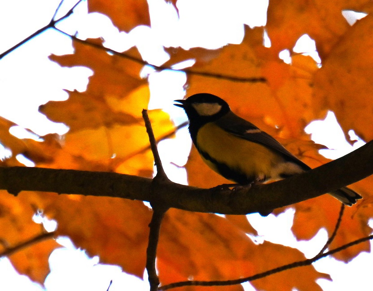 Great Tit - ML645804588