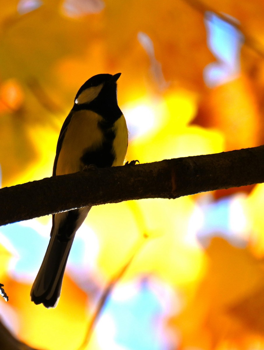 Great Tit - ML645804589