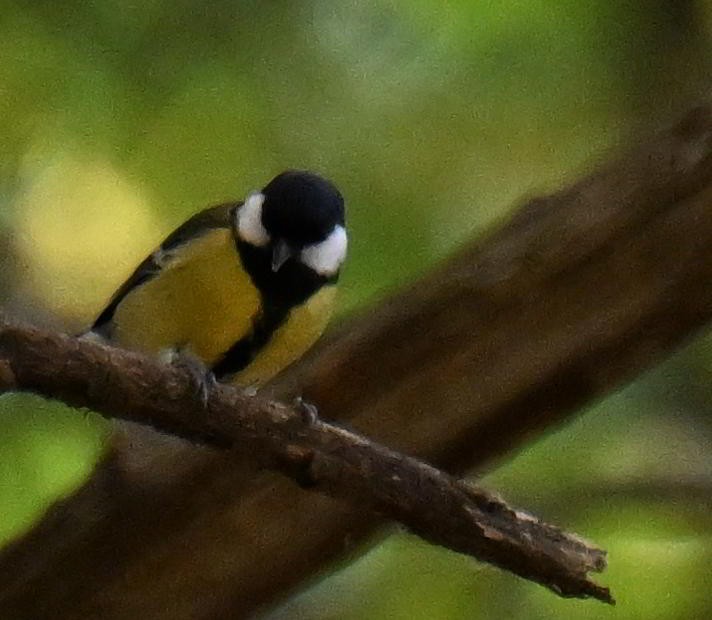 Great Tit - ML645804590
