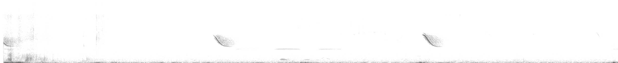 Musk Duck - ML645804596