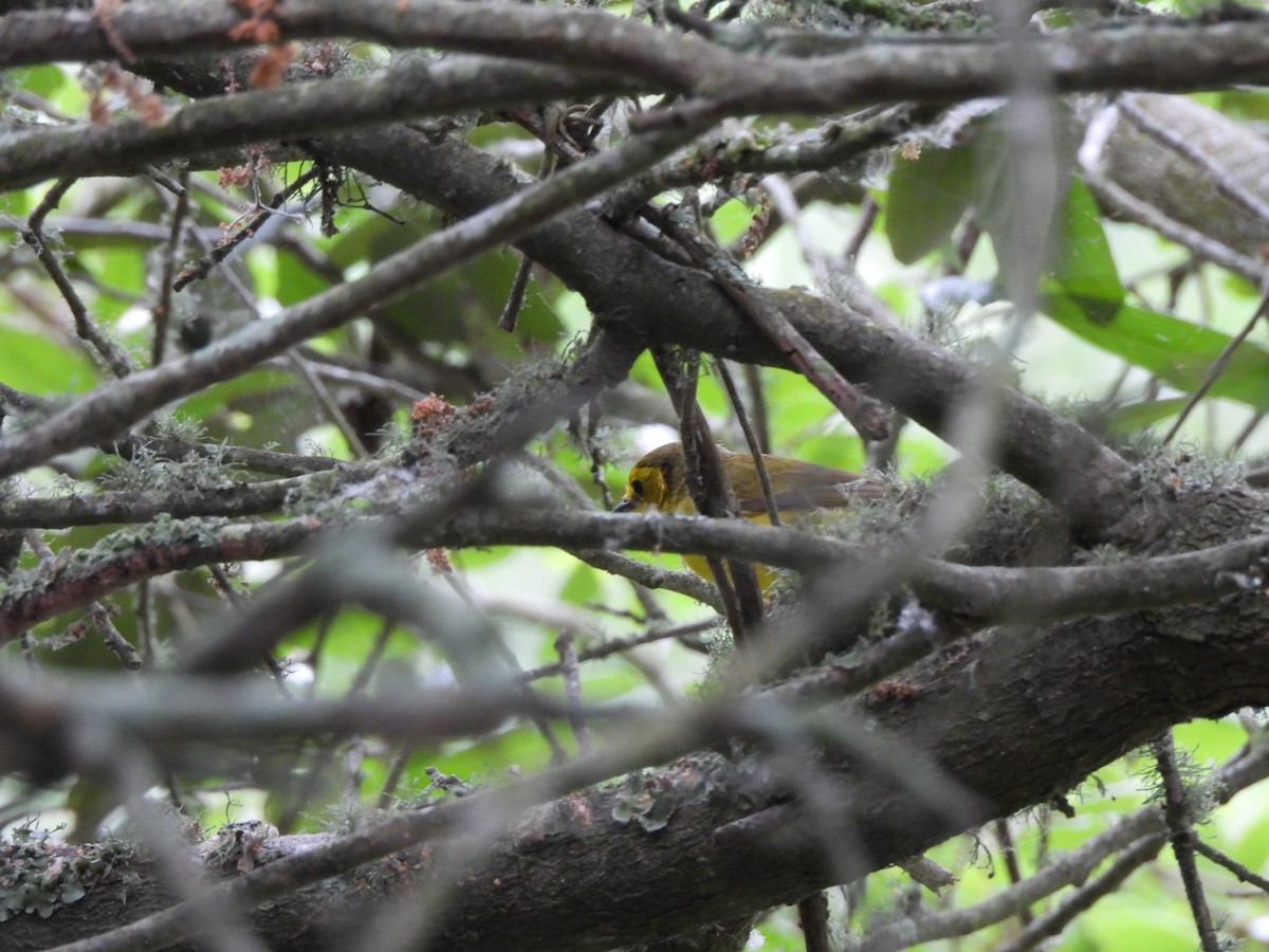 Hooded Warbler - ML645804607