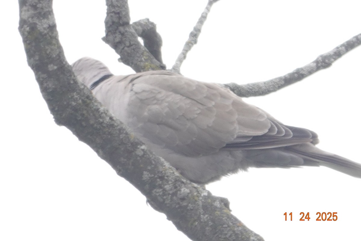 Eurasian Collared-Dove - ML645804614