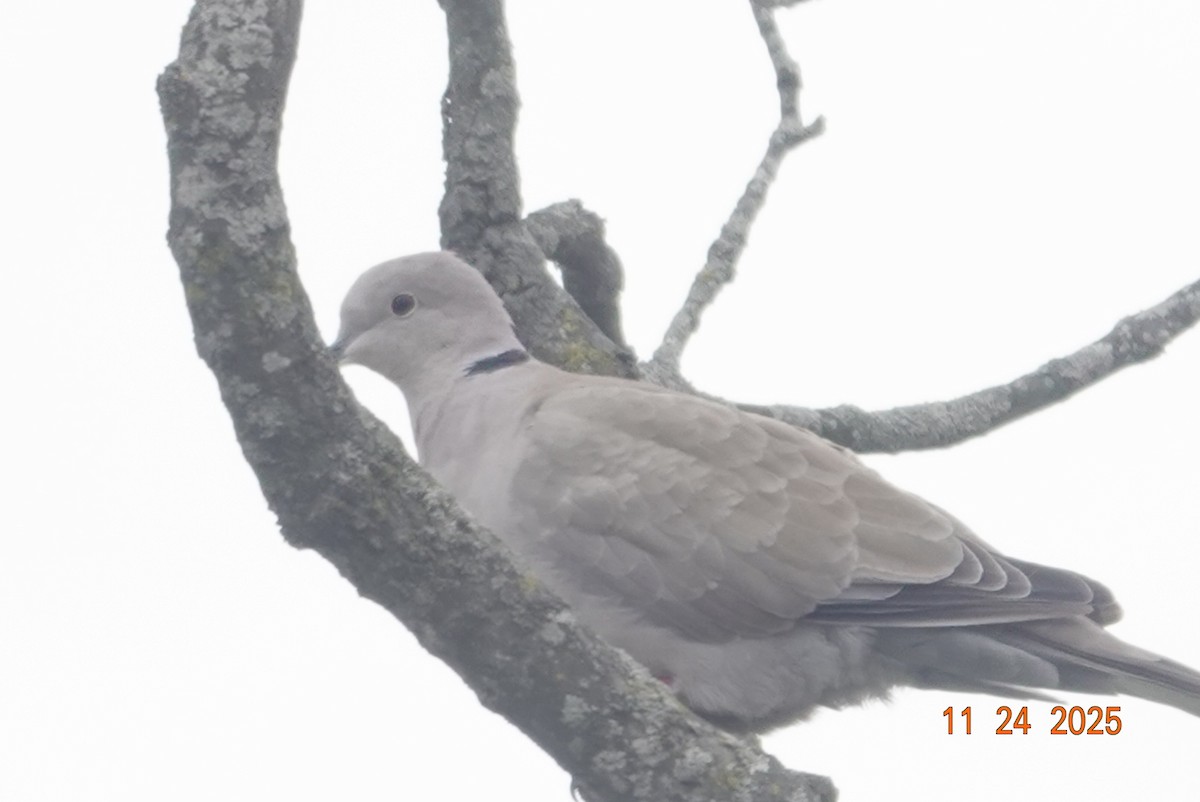 Eurasian Collared-Dove - ML645804615