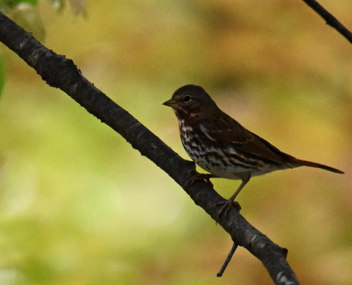 Fox Sparrow - ML645804617