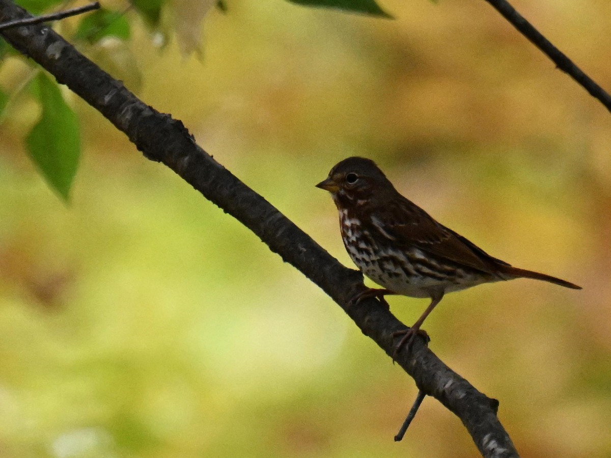 Fox Sparrow - ML645804618