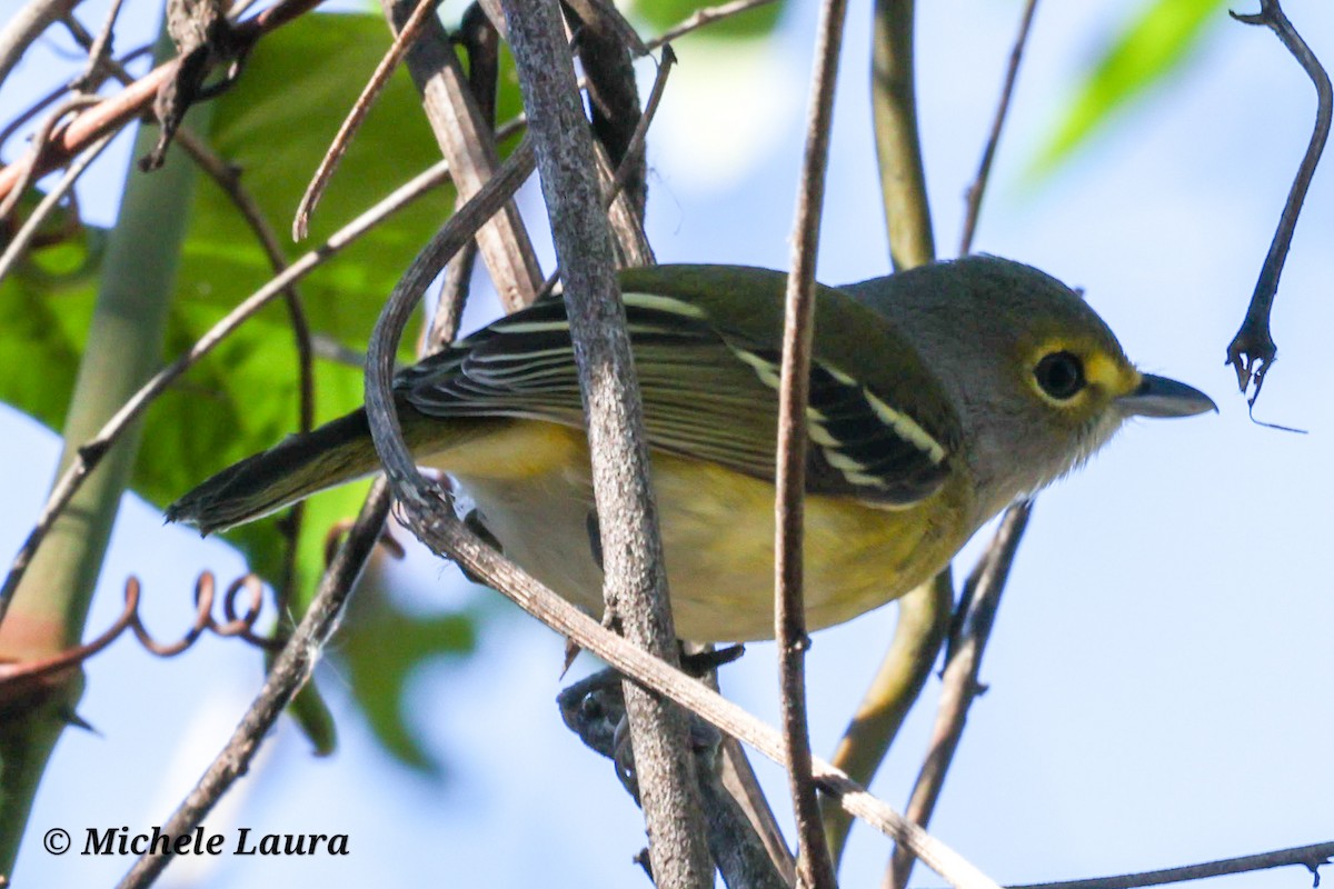 White-eyed Vireo - ML645804626