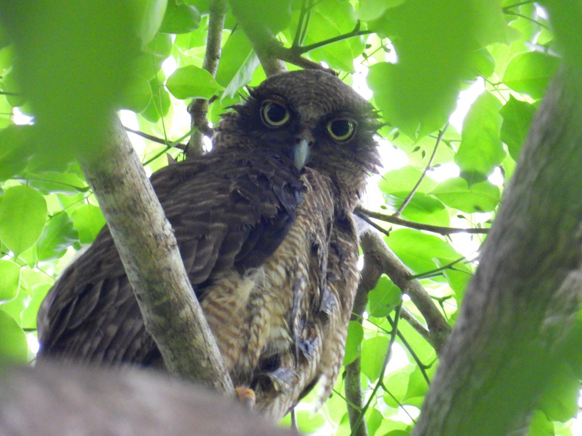 Nínox Rojizo - ML645804631