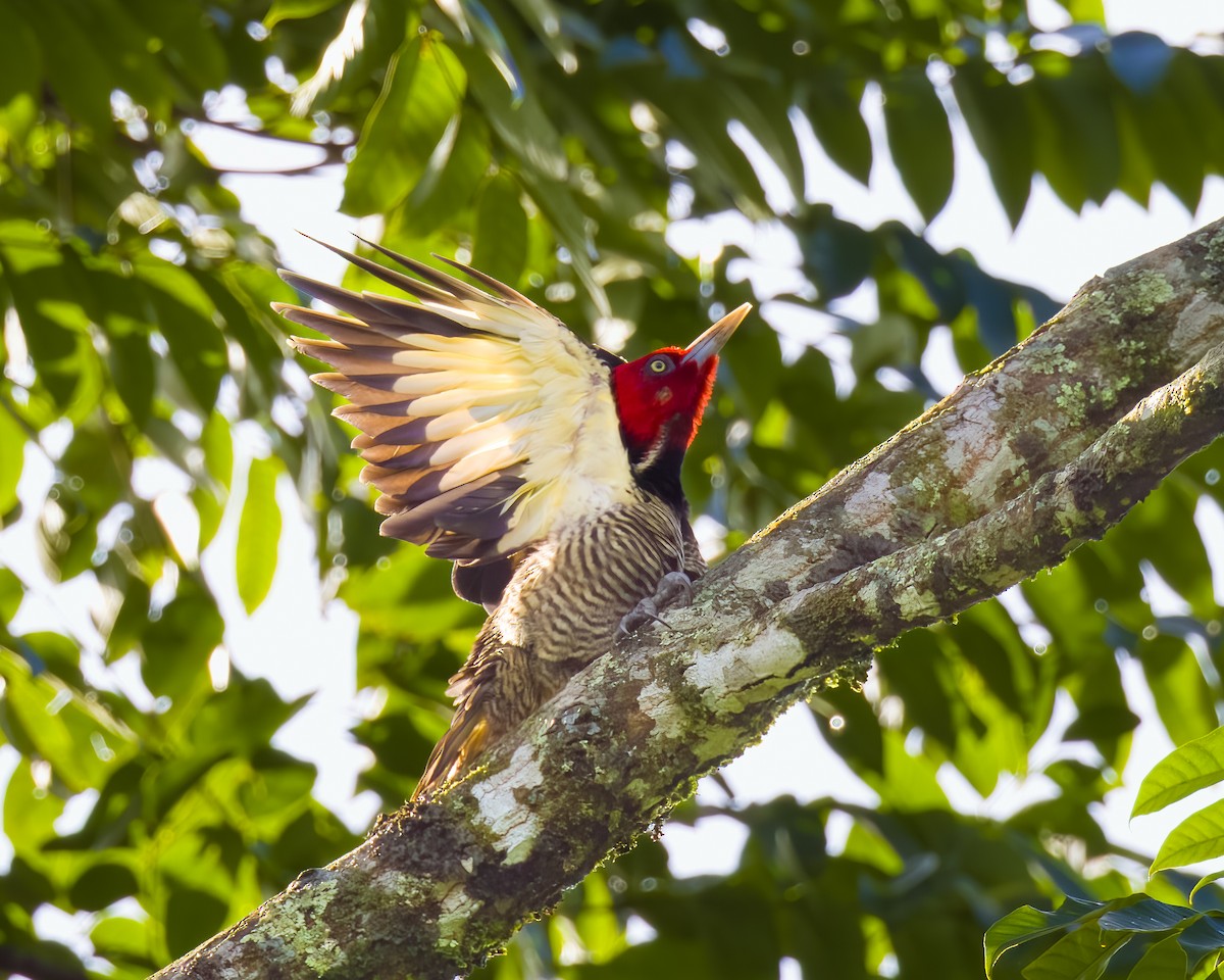 Pale-billed Woodpecker - ML645804643