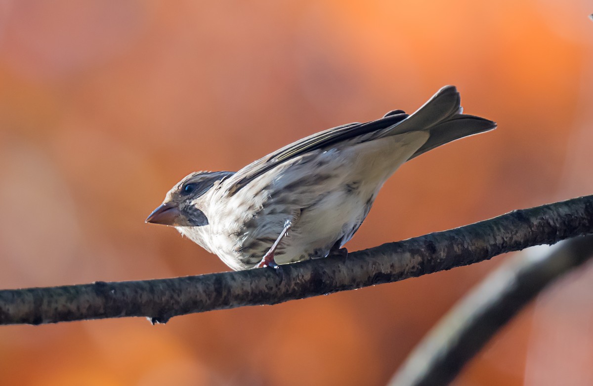 Purple Finch - ML645804649