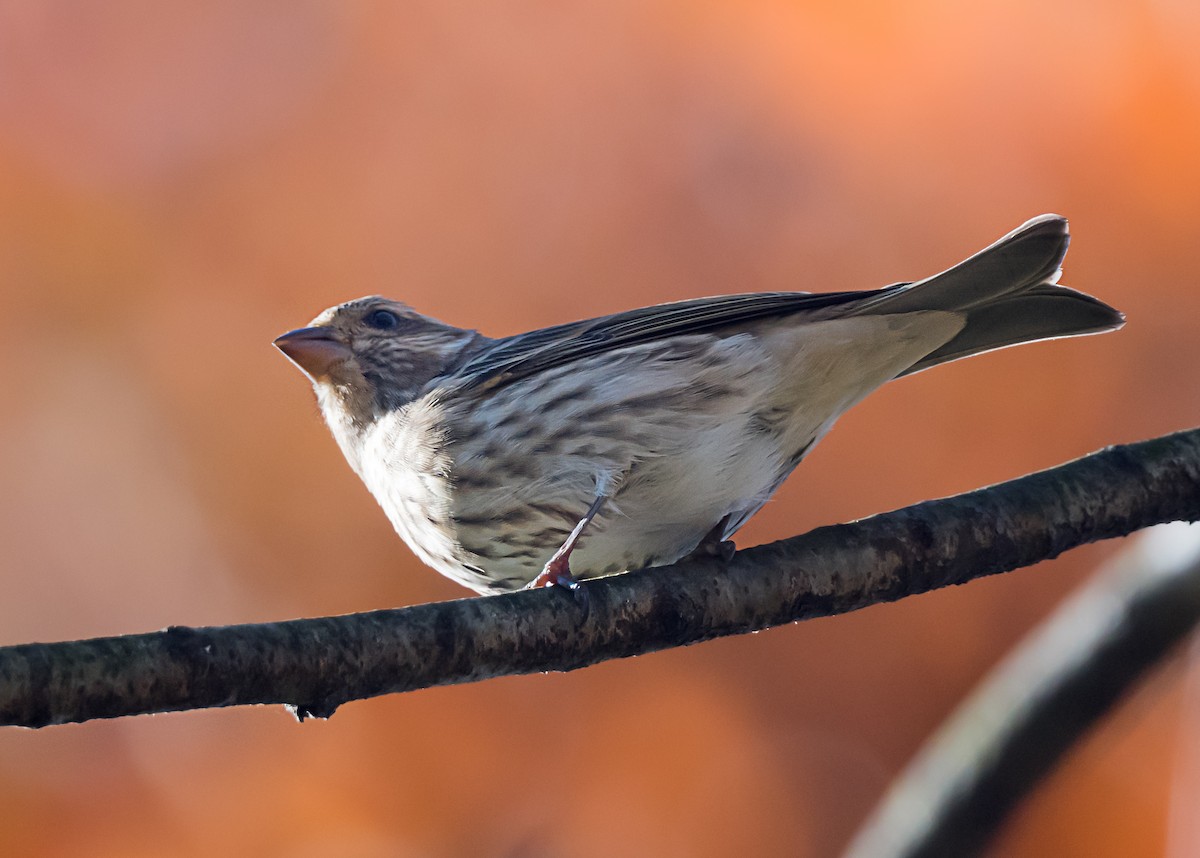 Purple Finch - ML645804650