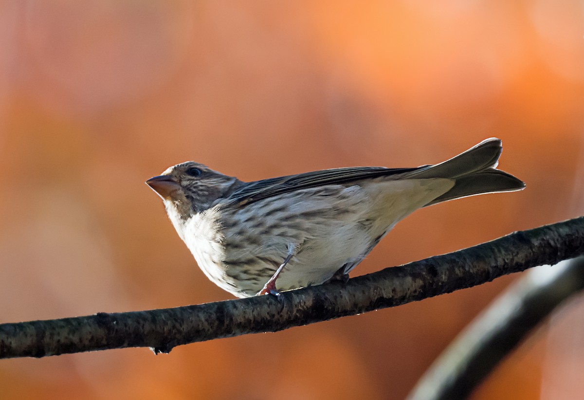 Purple Finch - ML645804651