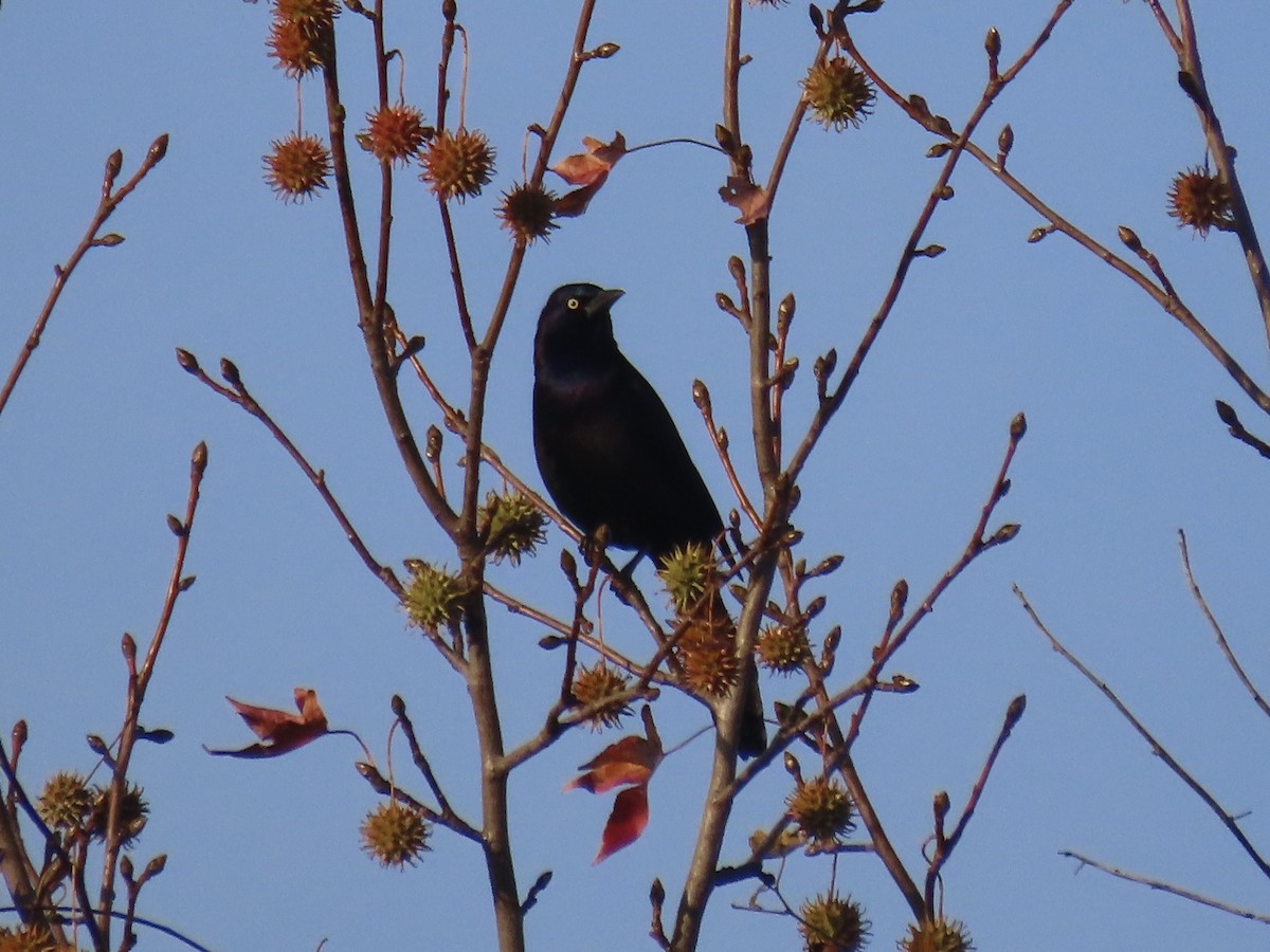 Common Grackle - ML645804652