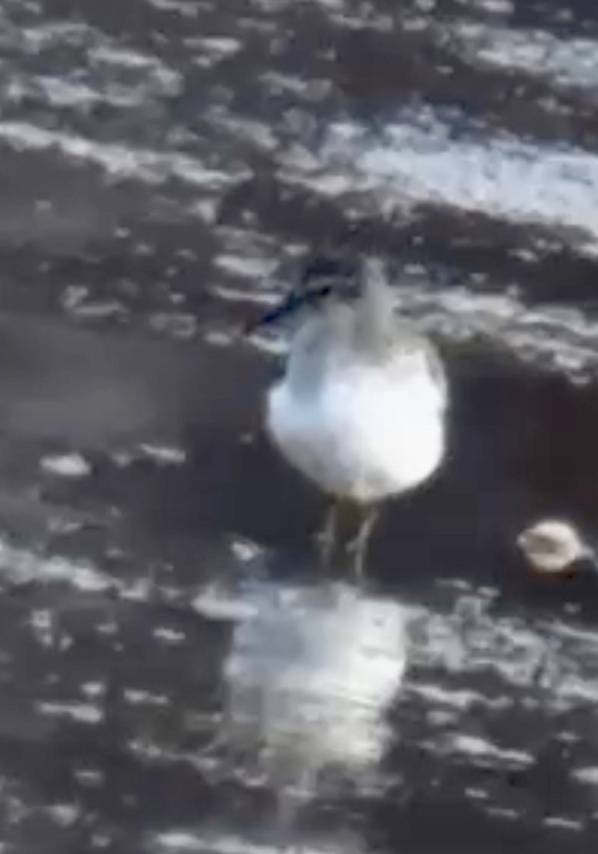 Bécasseau minuscule - ML645804655