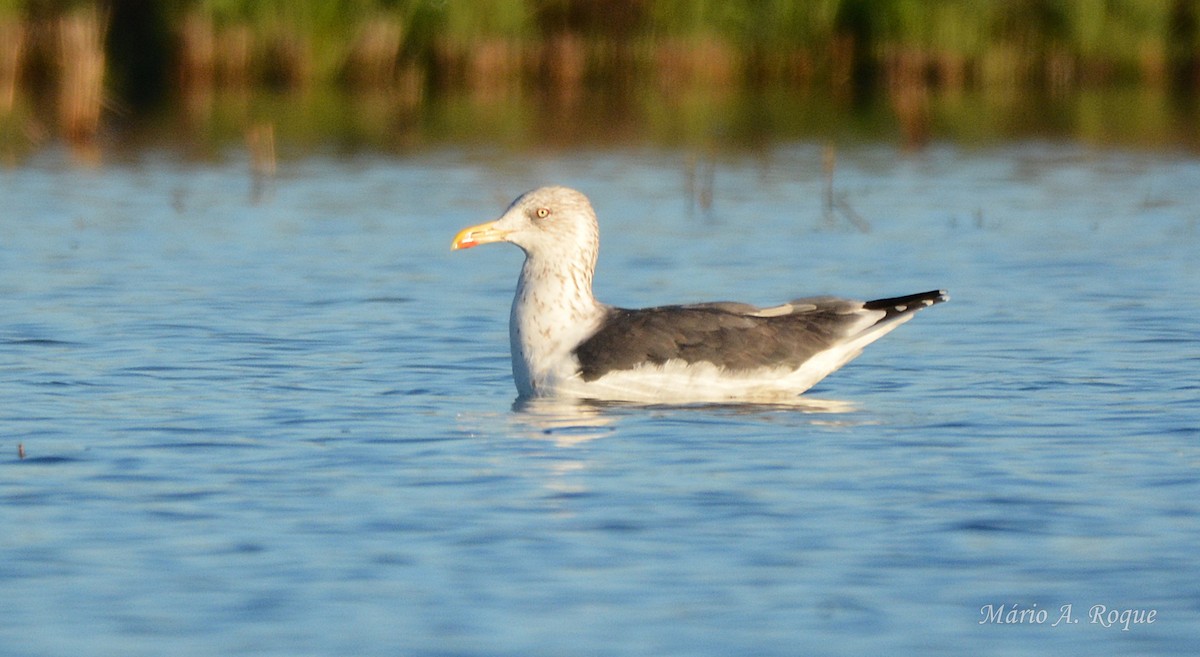 Zafferano - ML645804660