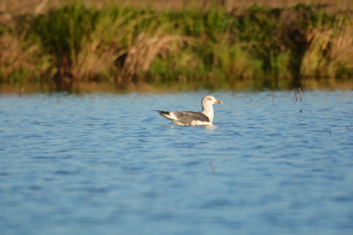 Zafferano - ML645804661