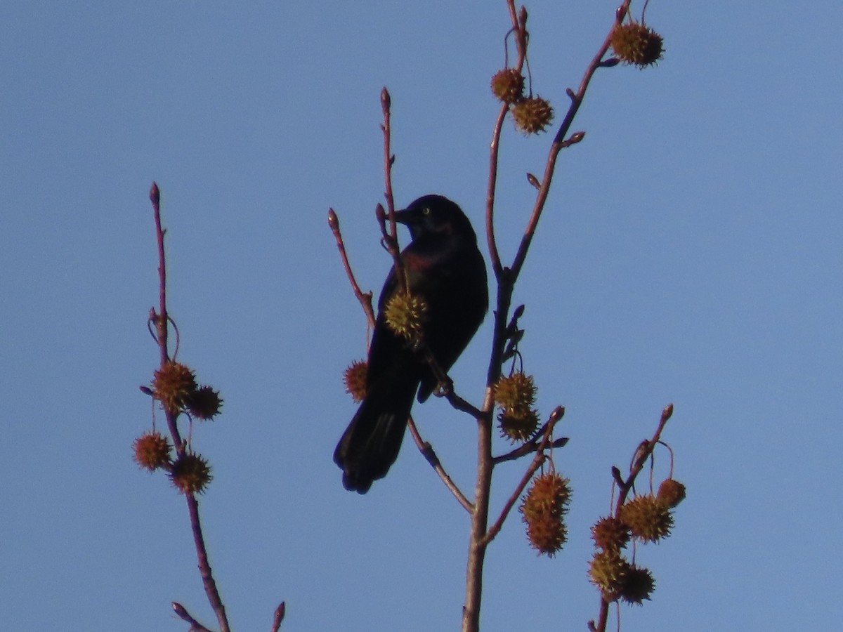 Common Grackle - ML645804662
