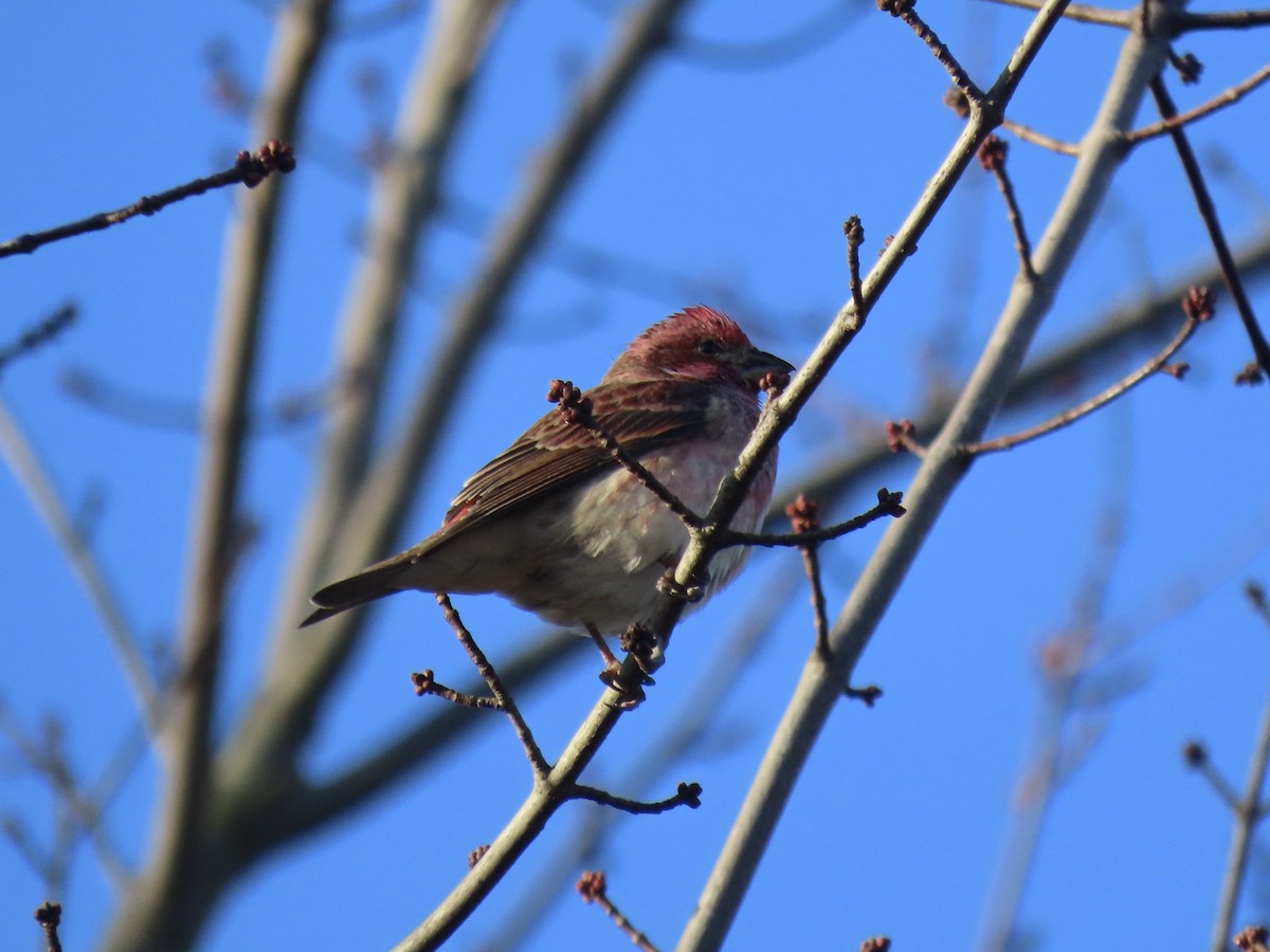 Purple Finch - ML645804664
