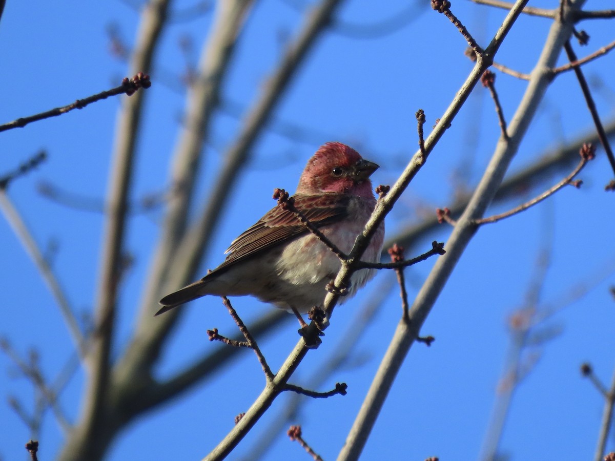 Purple Finch - ML645804666