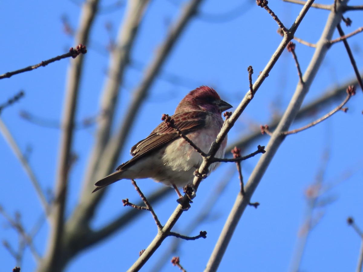 Purple Finch - ML645804669