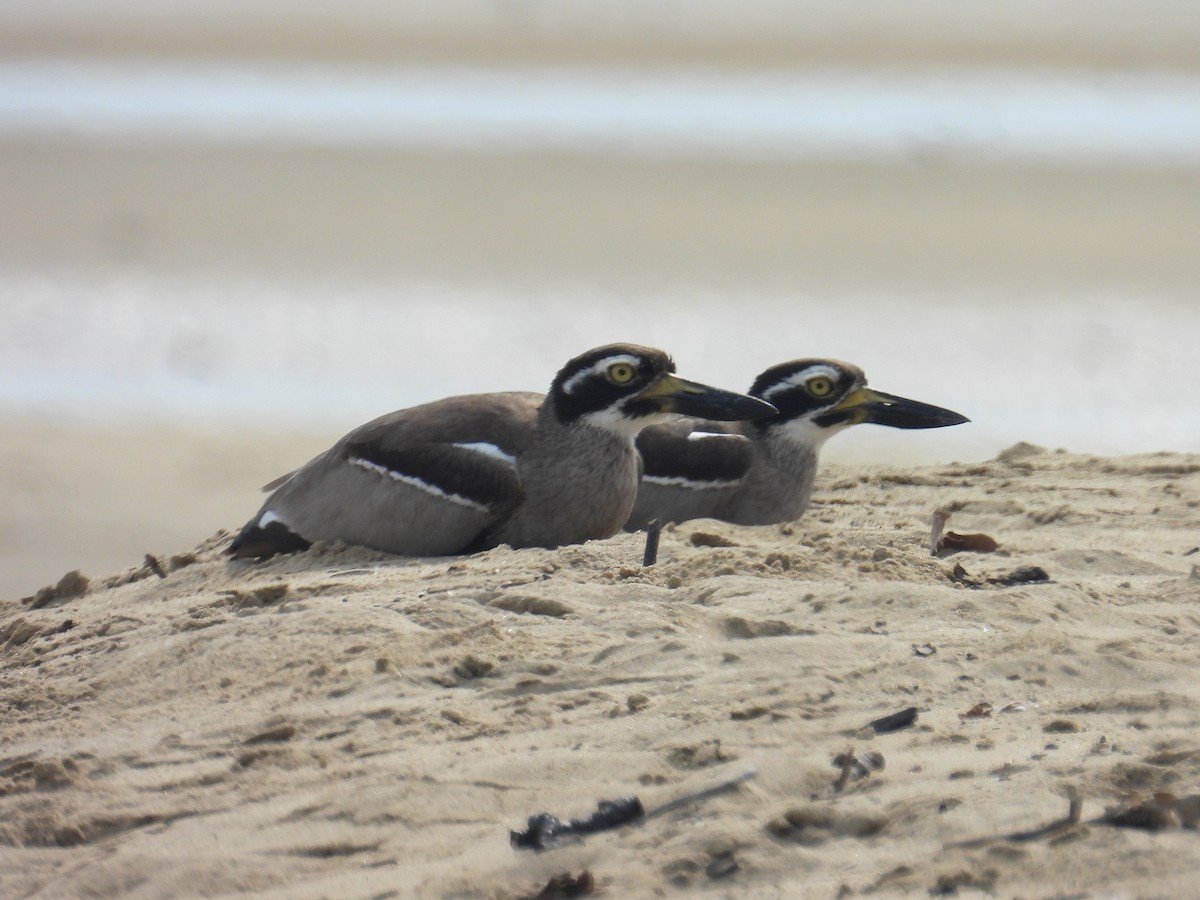 Beach Thick-knee - ML645804670