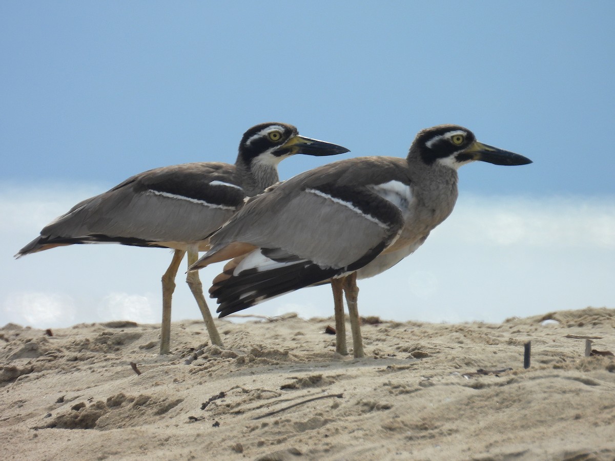 Beach Thick-knee - ML645804671