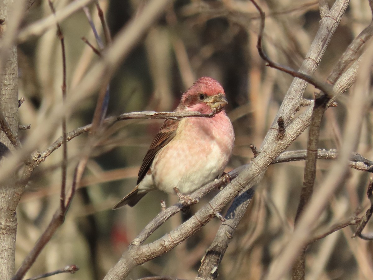 Purple Finch - ML645804673