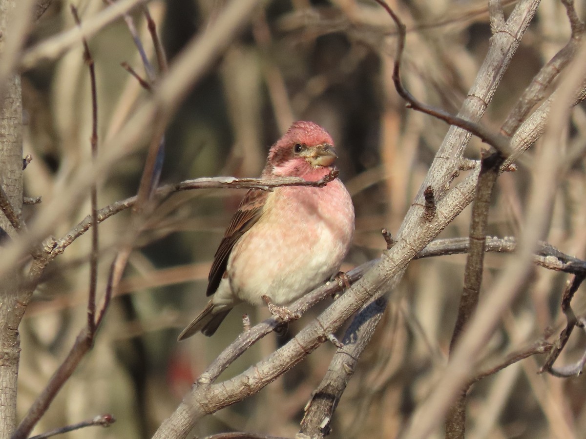 Purple Finch - ML645804674