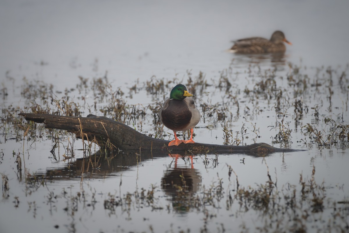 Кряква - ML645804691