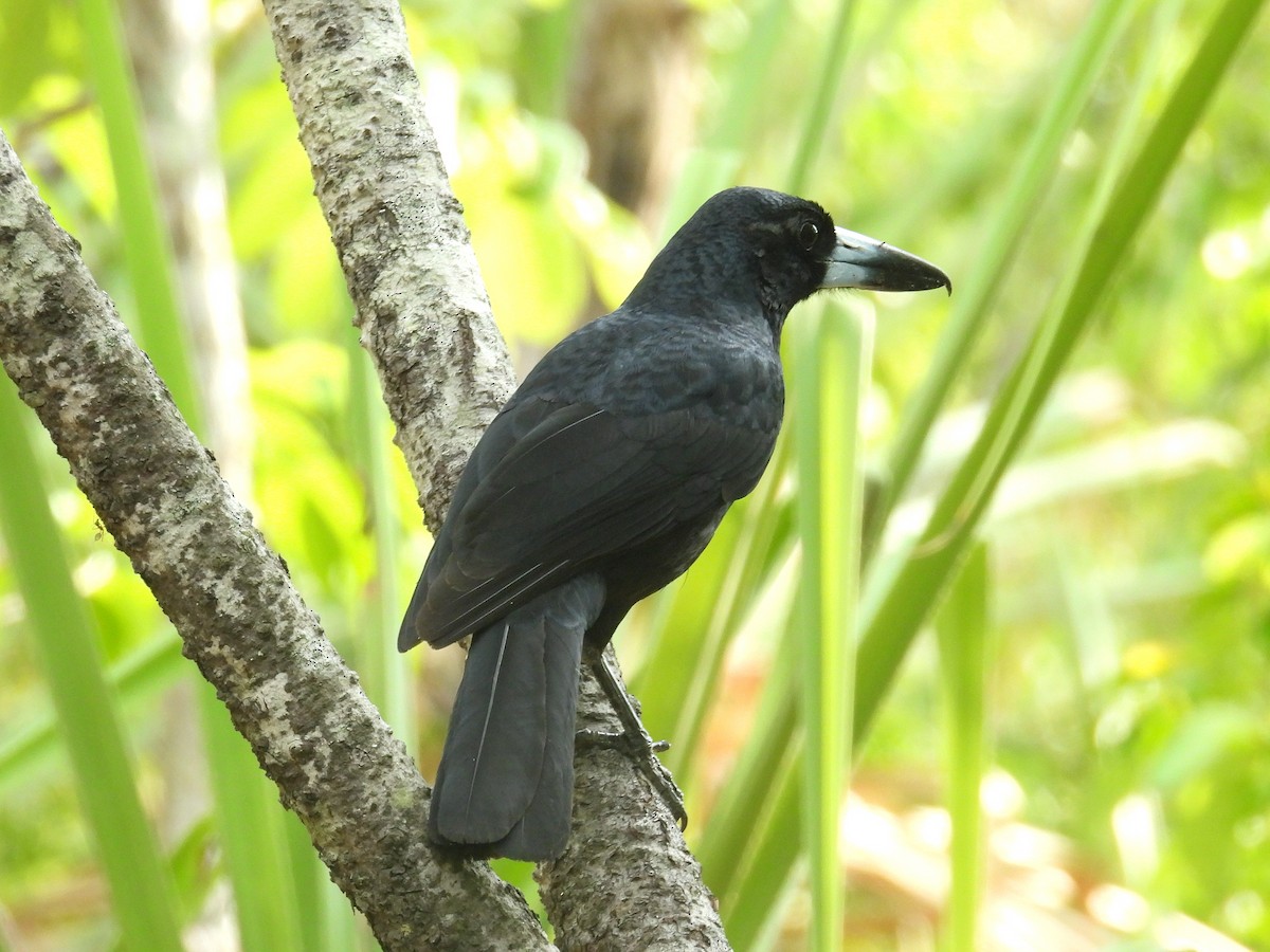 Black Butcherbird - ML645804694