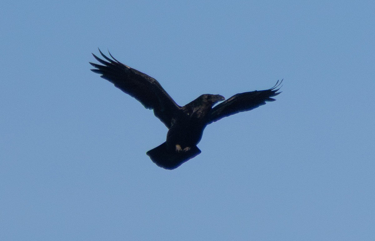 Corvo imperiale - ML645804699