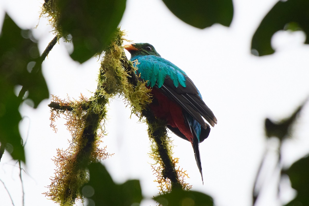 Golden-headed Quetzal - ML645804702