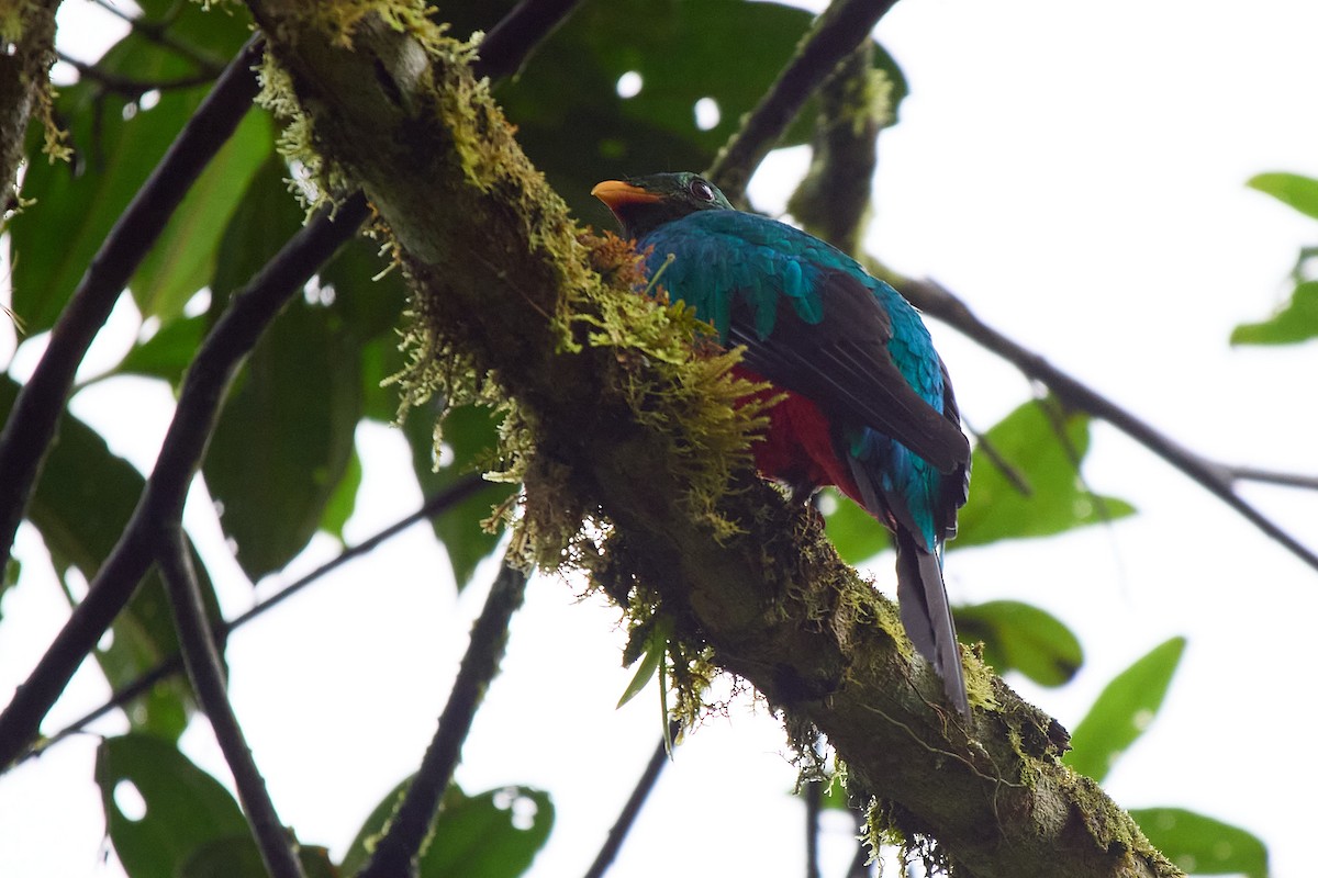 Golden-headed Quetzal - ML645804703