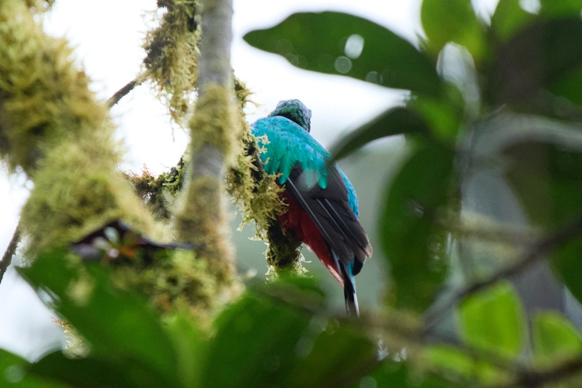 Golden-headed Quetzal - ML645804704