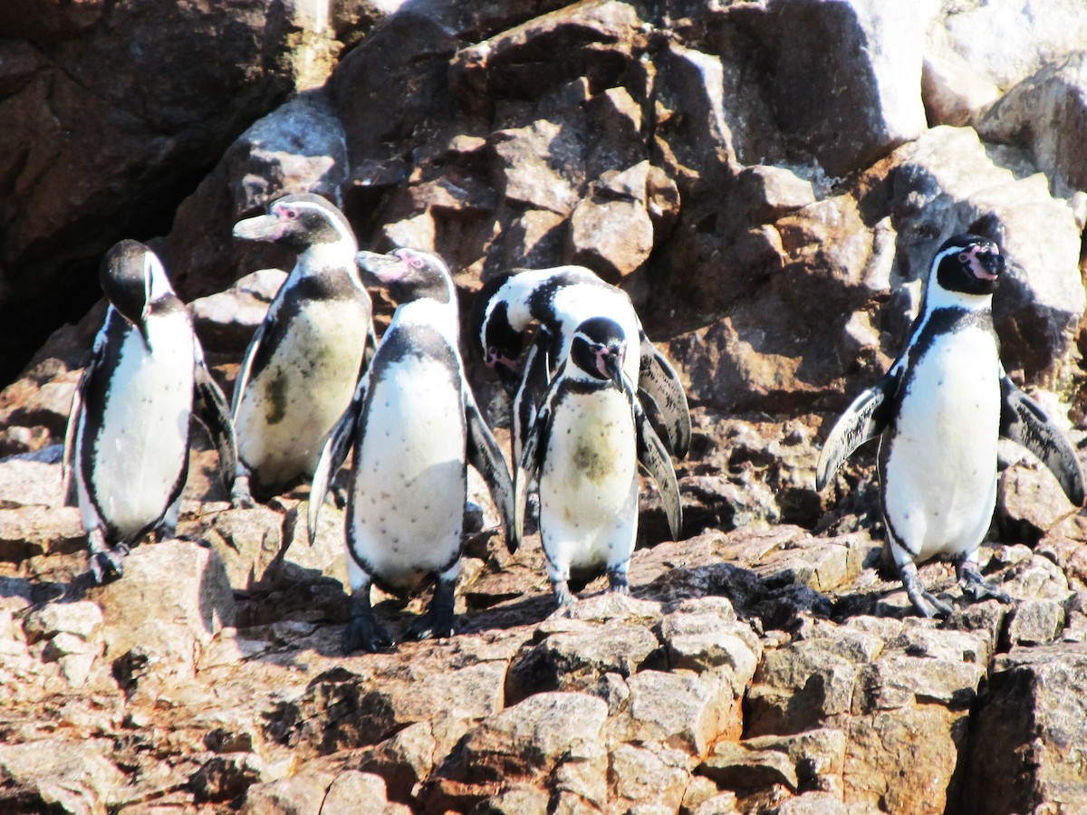 Humboldt Penguin - ML645804708