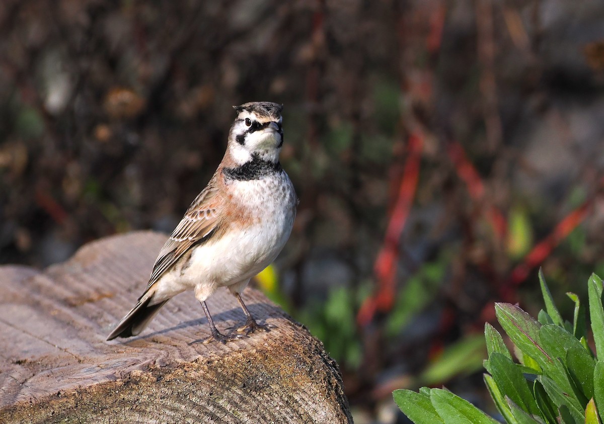 Horned Lark - ML645804710