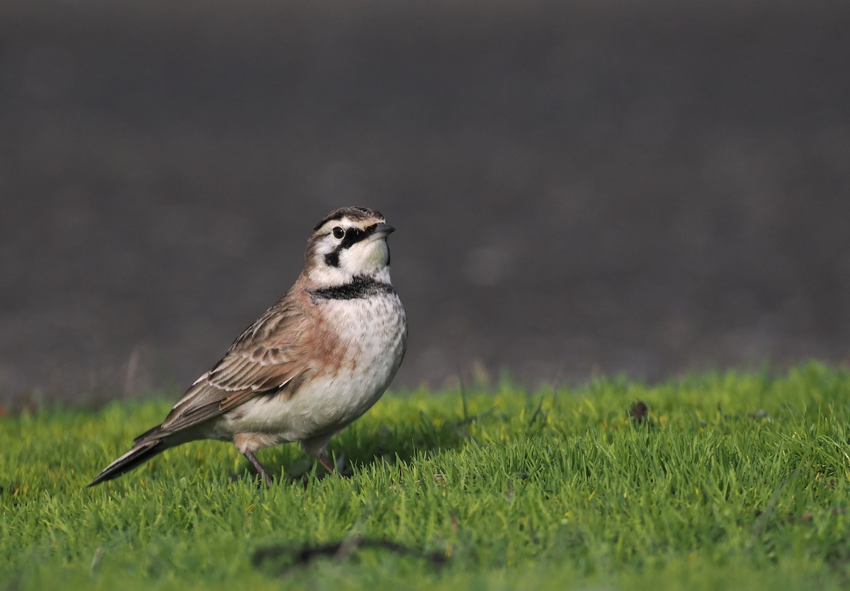 Horned Lark - ML645804711