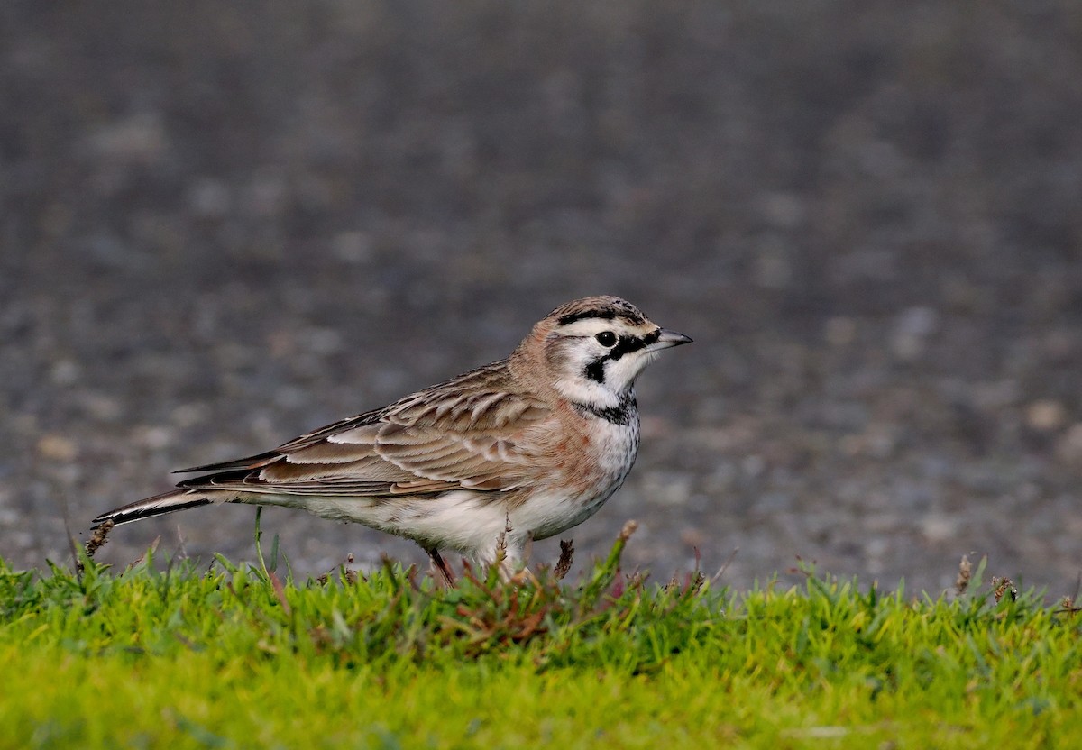 Horned Lark - ML645804712