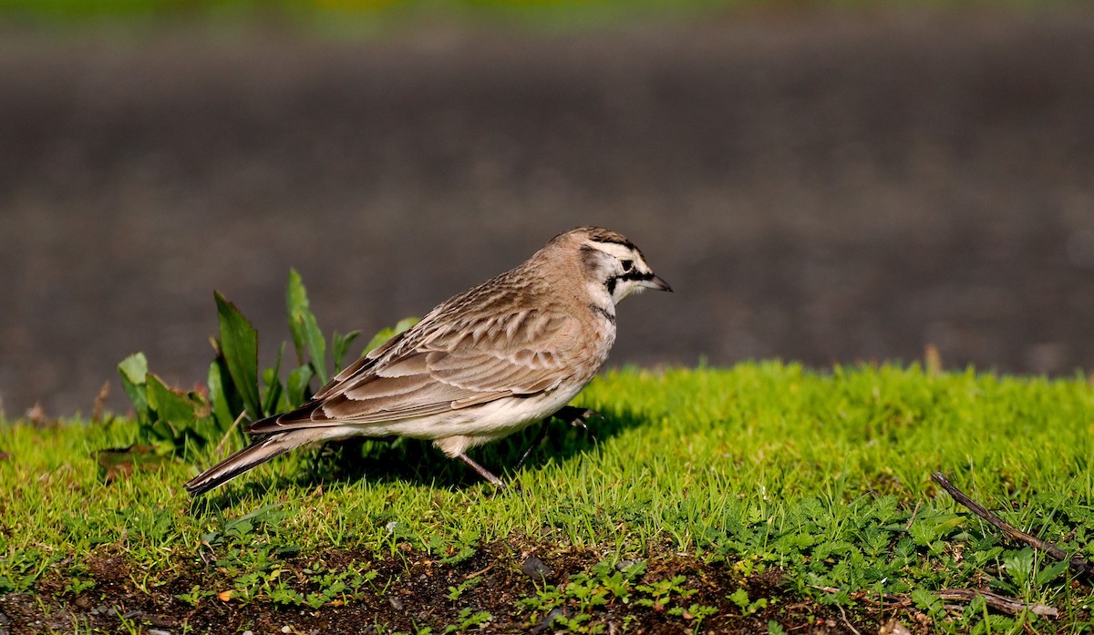 Horned Lark - ML645804713