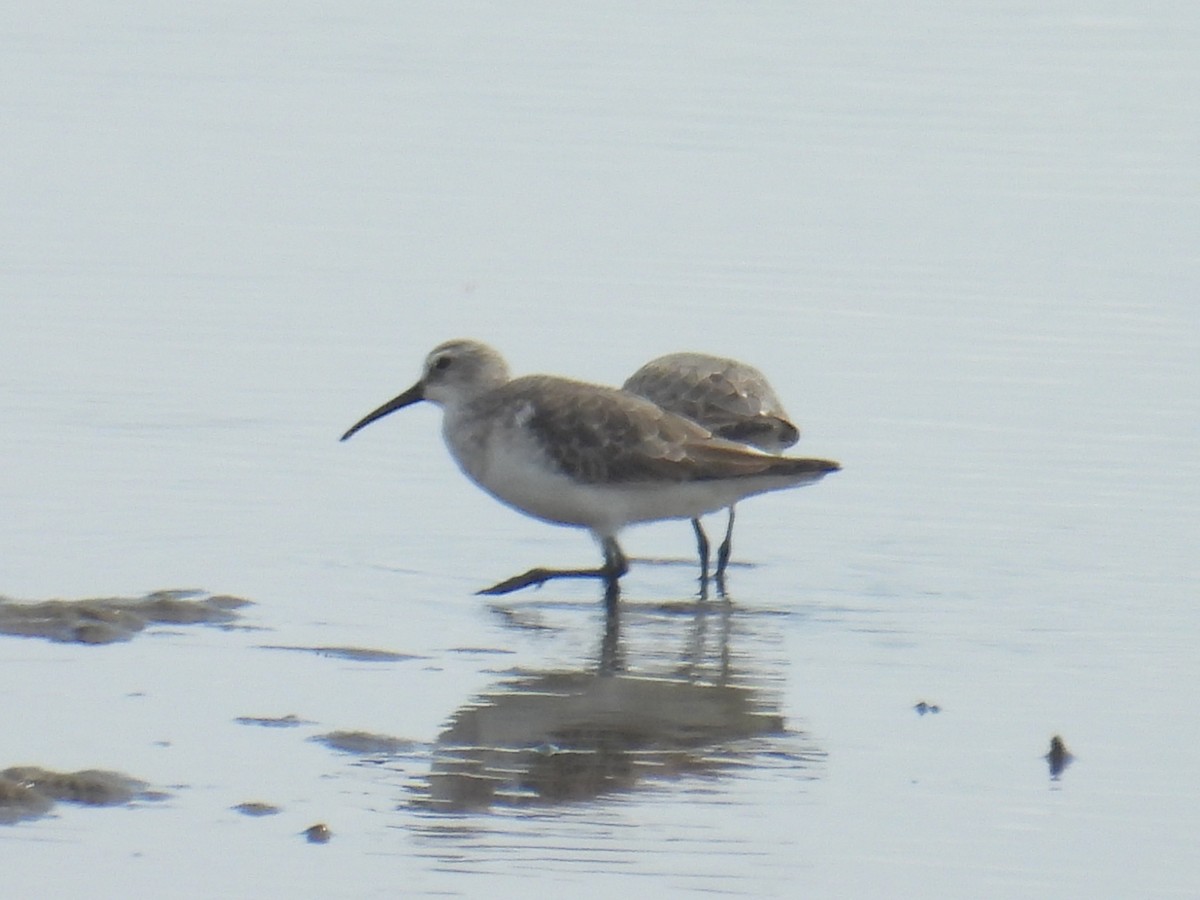Curlew Sandpiper - ML645804717